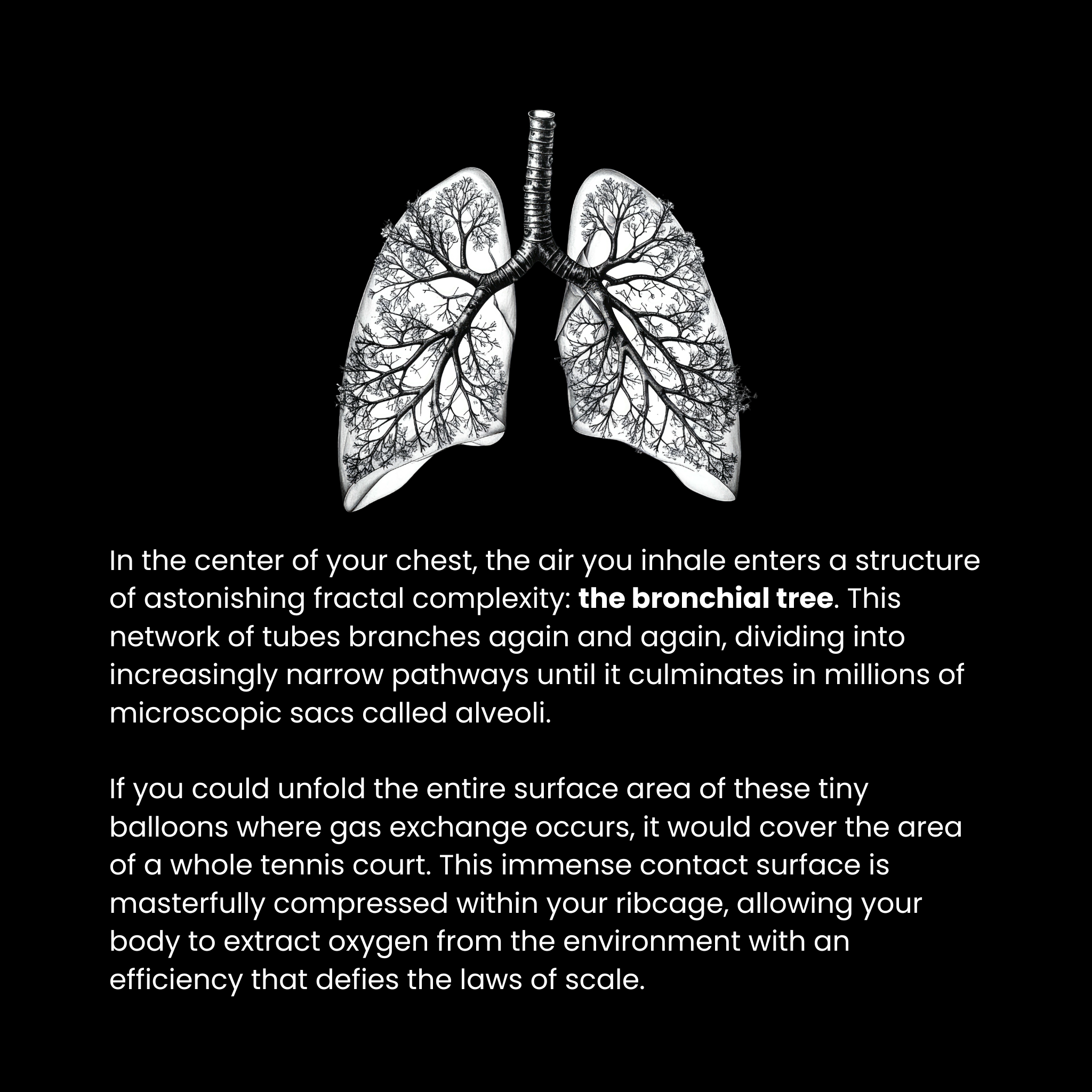 Human Effects (ENG)